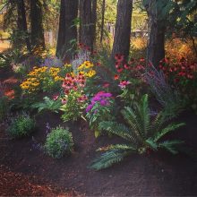 Colourful pollinator garden with a combination of native species and colourful perennials.