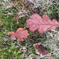 Oak leaves on forest floor on Vancouver Island