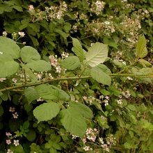 Invasive species Himalayan Blackberry branch reaching to grow.